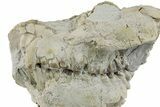Bargain, Fossil Oreodont (Leptauchenia) Skull - South Dakota #269892-4